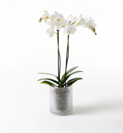 Hvit orkidé i glasspotte